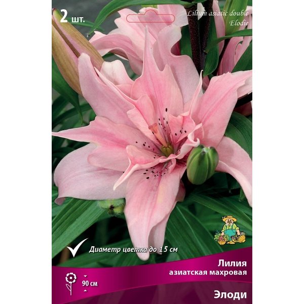 Asiatic Lily 'Elodie ' Unusual flowers, Growing lilies, Amazing flowers