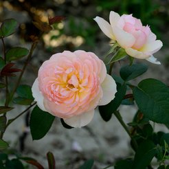 Роза шраб сорт Дездемона (в тубе)