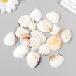 Ракушки декоративные Venus Clam 20 шт