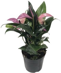 Антуриум Андреанум Зизу d12