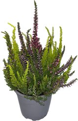 Каллуна (вереск) обыкновенная Саманта ( Лиа, Агнета ) d11