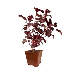 Пузыреплодник калинолистный Purpurea С2 h40см