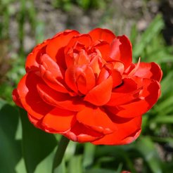 Луковица Тюльпан Миранда (3шт)