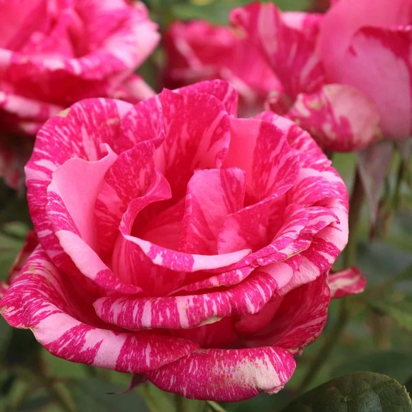 Роза чайно-гибридная Пинк Интуишн С4