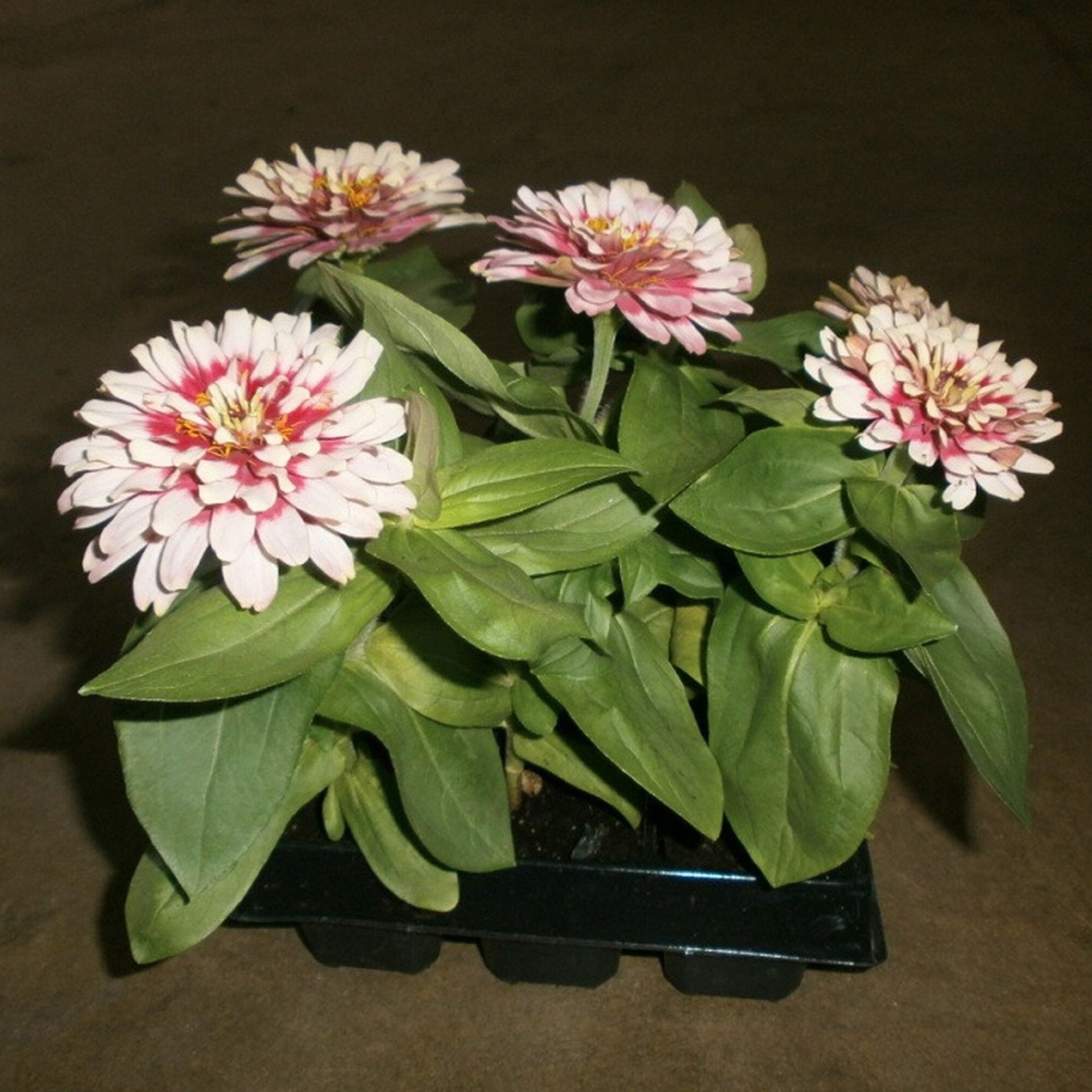 Рассада Циния кассета 6шт 232983 купить с доставкой в МЕГАСТРОЙ Саранск