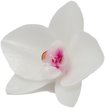 Свеча Orchid Floox в форме орхидеи 14,5х14,5х5,8см белый комбинированные материалы 