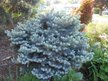 Ель колючая голубая Glauca Globosa С4