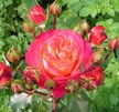 Роза Флорибунда Мид Саммер С2