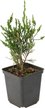 Можжевельник средний Mint Julep P9 h20-30см w10-15см