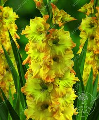 Луковица Гладиолус Блитц 5шт