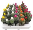 Кактус с сухими цветами микс d5,5 h8-10
