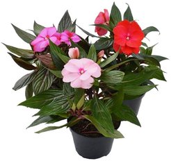 Рассада Бальзамин Уоллера d11-13