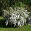 Спирея Вангутта С5 h40-60см