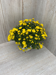 Хризантема мультифлора d13