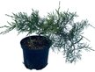 Можжевельник пфитцериана Mint Julep С2 20-30