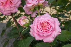 Роза Эшли чайно-гибридная (в тубе)