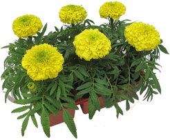 Рассада Тагетес отклоненный (бархатцы), кассета 6шт