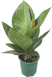 Антуриум Хукери