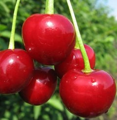 Саженец Вишня Любская С7,5 Н100-140