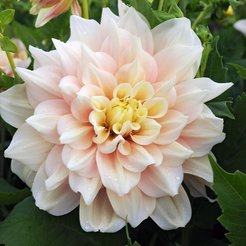 Клубень Георгина декоративная Брейк Аут 1шт