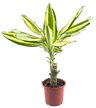 Драцена Frag Yellow Coast Single Stem d11 h45