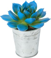 Эхеверия Рейнбоу