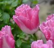 Люковица Тюльпан Фэнси фриллс (3шт)