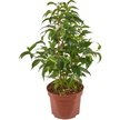Фикус Benj Natasja d13 h40