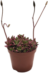 Анакампсерос Пинк Липс рыжеватый d9