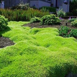 Мшанка Лайм Мосс d11