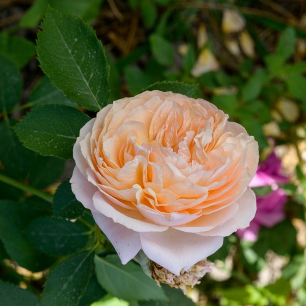 Роза шраб сорт Шарль де Нерво (в тубе)