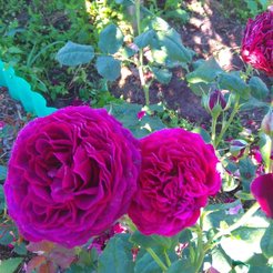 Роза шраб Astrid Grafin von Hardenberg С3