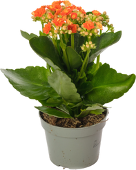 Каланхое Каландива d11 h25