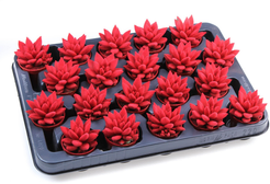 Эхеверия Вельвет Ред d5,5 h8