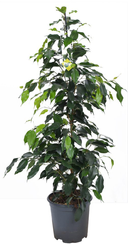 Фикус Бенджамина Даниэль d27 h140