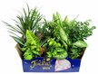 Растение Ассорти Houseplants d8 h35