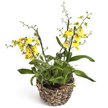 Орхидея Oncidium d12 h60