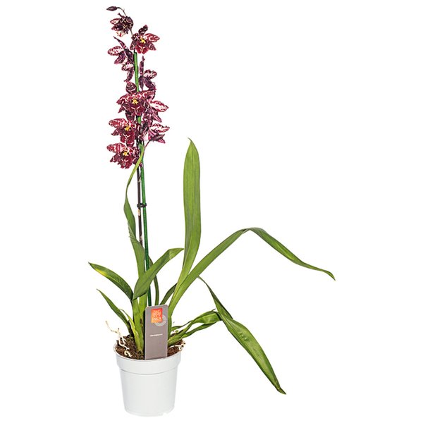 Орхидея Камбрия микс 1ст D12