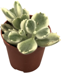 Котиледон Леди Смит d5