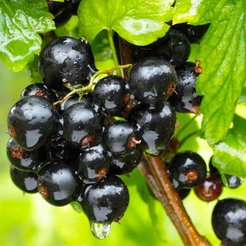 Саженец Смородина черная Перун (2-летняя) ЗКС