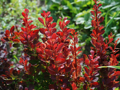 Барбарис Тунберга Red Pillar С2 h40см