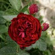 Роза флорибунда Эротик Рококо С4