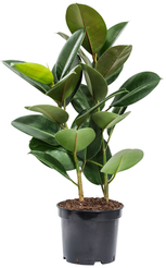 Фикус Эластика Микс D15 H45