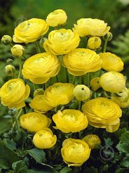 Корень клубневидный Ранункулюс Желтый 10шт