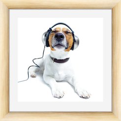 Картина МС-69 40х40 собака в наушниках