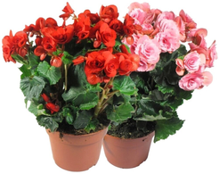 Бегония Элатиор d15 h25