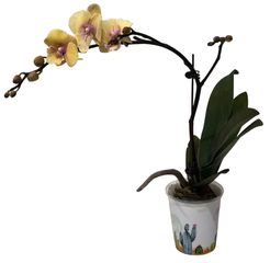 Фаленопсис Микс 1 ст.D9