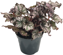 Бегония Рекс Кумбия d9