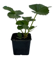 Рассада Земляника средняя Мармелада Р9