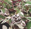 Дерен белый Sibirica Variegata С2 h30см